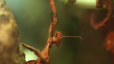 Thorny Devil Stick Eurycantha calcarata erkek gece böcek türü Walkingsticks. Gün boyunca bitkilerin altında hareketsiz bir şekilde saklanıyorlar. Yapraklar ya da kamuflaj böcekleri. Melanezya.