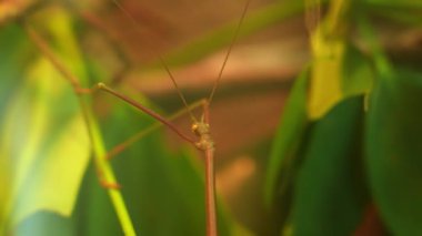 Çubuk Böceği Medauroidea extra dentata familyası Phasmatodea Phasmids. Çevreye karışan bitkinin yeşil dalı ya da gövdesi olarak kamufle olur. Entomoloji ve Nematoloji hobisi. Biyolojik çalışma.