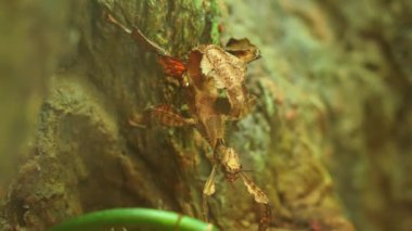 Thorny Devil Stick Eurycantha calcarata erkek gece böcek türü Walkingsticks. Gün boyunca bitkilerin altında hareketsiz bir şekilde saklanıyorlar. Yapraklar ya da kamuflaj böcekleri. Melanezya.