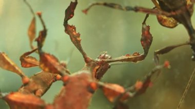 Thorny Devil Stick Eurycantha calcarata erkek gece böcek türü Walkingsticks. Gün boyunca bitkilerin altında hareketsiz bir şekilde saklanıyorlar. Yapraklar ya da kamuflaj böcekleri. Melanezya.