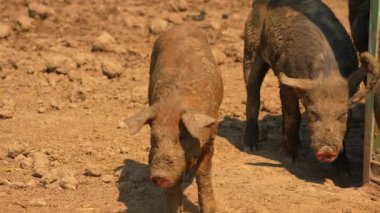 Açık çiftlikteki domuzlar, ağır çekim, sıcak yaz akşamı. Çiftlik çamurunda komik pis domuzlar. Serbest çiftlikte evcil domuz çiftliği. Çiftlik hayvanları tarım, çevre, hayvan hakları.