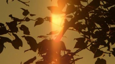 Kamera hareketi, sarı turuncu ışık efektleri ve güneş sızıntılarıyla birlikte sinematik güneşe yöneliyor. Sıcak yaz ve sıcak hava dalgası. Büyük sarı güneş diski destansı altın saatte batıyor. Büyük yuvarlak güneş çemberinin yakın görüntüsü.