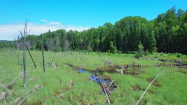 Kanada 'nın vahşi doğasında yeşil sulu yüzeyden yükselen kara bataklığı ve kuru çam ağaçları. İniş ve off-road sırasında vahşi doğa ve orman bitki örtüsü çekimleri.