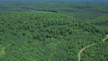 Kanada 'nın vahşi doğasında yeşil çam ağacı ormanı Ontario. Resimli yeşillik üzerine yağışlı sis. Doğa geçmişi ve yurt dışına seyahat. Yaz tatilinde ve keşifte destansı vahşi manzara