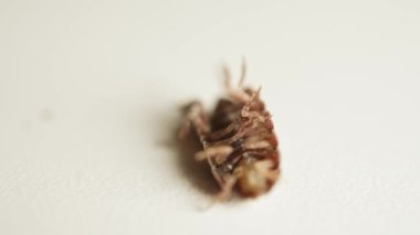 Hap ya da hap böceği. Woodlice Armadillidium vulgare chitin vücuduna sahiptir ve yırtıcılardan korunmak için topa dönüşür. Küçük bacaklarını baş aşağı hareket ettiren sıradan bir böcek ya da böcek. Makro, kapat.