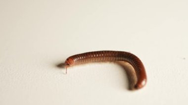 Kırkayak beyaz arka planda yürür. Korkunç sürünen böcek. Böceğin eklembacaklı gibi Cadılar Bayramı fotoğrafı. Böceklerin ve böceklerin böcek fobisi, korku.