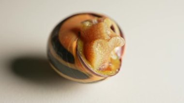 Salyangoz kabuktan yavaşça sürünerek çıkıyor. Detaylı makroyu yakından görüyor. Üzüm bağı salyangozu sümüksü vücut, hava soluyan kara salyangozu. Gastropod yumuşakçaları. İstilacı türler ve tarımsal haşereler.