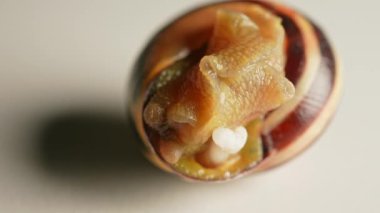 Salyangoz aşırı makroyu hareket ettiriyor. Üzüm bağı salyangozu sürünüyor. Beyaz arka planda sümüklü böcek. Yumuşakçalar sınıfındaki kabuklu kara hayvanları. Malakofobi salyangoz korkusu. Cadılar Bayramı geçmişi.