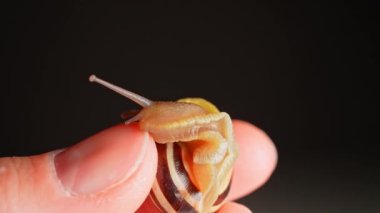 İnsan derisi üzerinde salyangoz ya da avuç içi makroyu kapatır. Salyangoz sümüğü özü birçok kozmetoloji serumu jel ürünlerinde ve kolajen üretimi için popüler yaşlanma önleyici kırışıklıklar malzemesinde kullanılır..