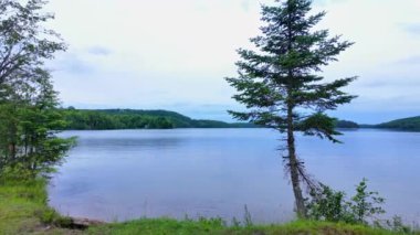 Bancroft, Kawartha Highlands ve Cardiff, Ontario, Kanada 'daki Paudash Gölü sakin su ve çam ağaçları. Büyük göl manzarası ve doğa arka planı. Seyahat hedefi.