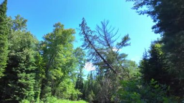 Yazın yeşil köknar ağaçları ve Eels Creek nehri manzarası. Ontario, Kanada, Kuzey Amerika. Seyahat ve doğa kavramı. Sakin su manzarası. Güzel doğa arkaplanı.