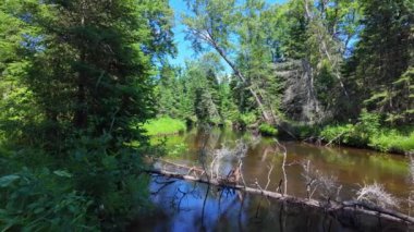 Yazın yeşil köknar ağaçları ve Eels Creek nehri manzarası. Ontario, Kanada, Kuzey Amerika. Seyahat ve doğa kavramı. Sakin su manzarası. Güzel doğa arkaplanı.