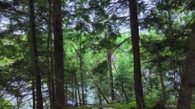 Ontario 'nun el değmemiş taç kara ormanları, Kuzey Amerika' da göl kenarındaki orman. Kamp yapmak için derin orman bitkilerinin turistik yerleri. Uzak yol tehlikeli konum.