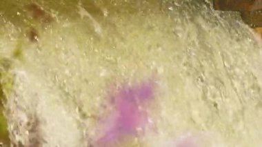 Atlantik ya da Chinook somonu Ganaraska nehrinin yukarısına yumurtlamak için yavaş çekimde ilerliyor. Somon balığı yumurtlama sahasına geri döner. Corbett Barajı, Port Hope, Ontario, Kanada. Somon yumurtlamak için koşar.