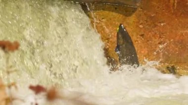 Somon balıkları yüzüyor ve atlayan şelaleler, yavaş çekim. Chinook somonu Ganaraska Nehri, Corbett Barajı, Port Hope, Ontario, Kanada 'da yumurtlayıp göç etmiş. Somon yumurtlamak için koşar..