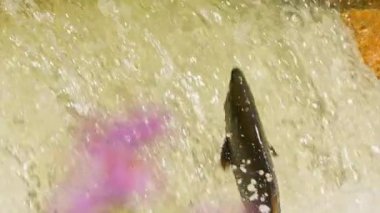 Somon balıkları yüzüyor ve atlayan şelaleler, yavaş çekim. Chinook somonu Ganaraska Nehri, Corbett Barajı, Port Hope, Ontario, Kanada 'da yumurtlayıp göç etmiş. Somon yumurtlamak için koşar..