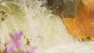 Somon balıkları yüzüyor ve atlayan şelaleler, yavaş çekim. Chinook somonu Ganaraska Nehri, Corbett Barajı, Port Hope, Ontario, Kanada 'da yumurtlayıp göç etmiş. Somon yumurtlamak için koşar..