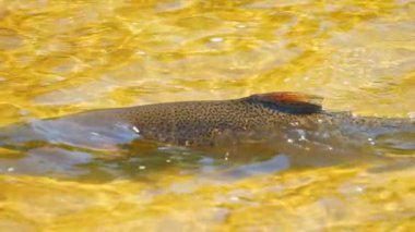 Chinook somonlarının yumurtlama yeri için Ganaraska su nehrinin yukarısına göç etmesi yavaş bir harekettir. Somon balığı yumurtası olan bir şelale. Corbett Barajı, Port Hope, Ontario, Kanada.