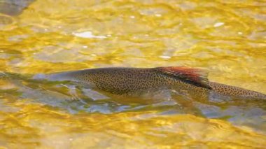 Somon balıkları yüzüyor ve atlayan şelaleler, yavaş çekim. Chinook somonu Ganaraska Nehri, Corbett Barajı, Port Hope, Ontario, Kanada 'da yumurtlayıp göç etmiş. Somon yumurtlamak için koşar..
