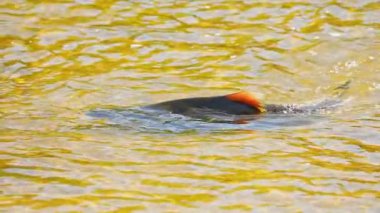 Ganaraska Nehri, Corbett Barajı, Port Hope, Ontario, Kanada 'nın sığ sularında somon yumurtlama. Chinook ya da Atlantik somonlarının nehre atladığı büyük vahşi bir okulun yavaş çekimleri..