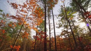 Kanada 'nın Ontario eyaletindeki Cobourg kasaba ormanlarının rengarenk panoramik rotasyonu. Efsanevi sonbahar sezonu renkleri. Geniş mercek 9 mm.