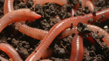 Gübre toprağında solucanlar. Sürünen solucanlar ya da gece sürüngenleri karanlık kara toprak makro çekimlerinde. Toprak solucanı balık tutmak için canlı yem. Bas, somon, mavi yumurta gibi balıklar için yem..