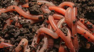 Karmaşık solucanlar kara toprakta kıvranır ve birlikte hareket ederler. Macro, Nightcrawler 'ı yakın plan çek. Balık tutmak ve gübrelemek için kırmızı solucanlar. Solucan, toprak içinde yaşayan karasal omurgasızlar..