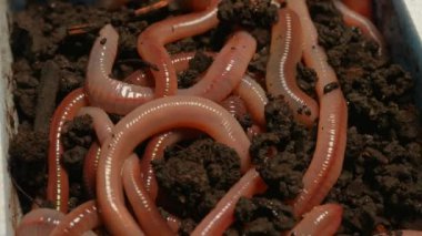 Solucan toprakta sürünüyor. Topraktaki Nightcrawler sürünür ve makroyu yakınlaştırır. Doğal balık yemi. Toprakta yaşayan omurgasızlar. Scoleciphobia solucan korkusu.