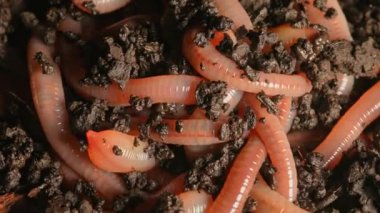 Karmaşık solucanlar kara toprakta kıvranır ve birlikte hareket ederler. Macro, Nightcrawler 'ı yakın plan çek. Balık tutmak ve gübrelemek için kırmızı solucanlar. Solucan, toprak içinde yaşayan karasal omurgasızlar..