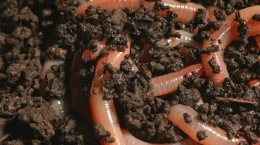 Karmaşık solucanlar kara toprakta kıvranır ve birlikte hareket ederler. Macro, Nightcrawler 'ı yakın plan çek. Balık tutmak ve gübrelemek için kırmızı solucanlar. Solucan, toprak içinde yaşayan karasal omurgasızlar..