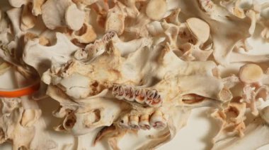 Vahşi hayvan kemikleri. Dişleri, omurgaları ve kuyruğu olan iskelet kemikleri. Hayvan kemiklerinden yapılan şamanik kolyeler için el işi ve hobi. Antik büyü ritüelleri araçları ve dekorasyon.