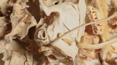 Kemik makrosu yakın çekim. Hayvan kemikleri rastgele yüzeye yerleştirilmiş. Osteolojik hazırlık. Hayvan kafatası ve kemiklerinin temizlenmesi ve hazırlanması. Tahnitçilik, tahnitçilik, müze küratörü ve araştırma.