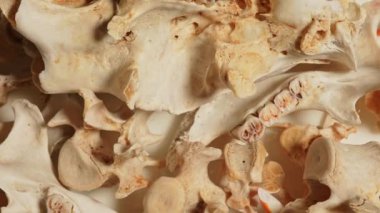 Vahşi hayvan kemikleri. Dişleri, omurgaları ve kuyruğu olan iskelet kemikleri. Hayvan kemiklerinden yapılan şamanik kolyeler için el işi ve hobi. Antik büyü ritüelleri araçları ve dekorasyon.