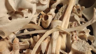 Kemik makrosu yakın çekim. Hayvan kemikleri rastgele yüzeye yerleştirilmiş. Osteolojik hazırlık. Hayvan kafatası ve kemiklerinin temizlenmesi ve hazırlanması. Tahnitçilik, tahnitçilik, müze küratörü ve araştırma.