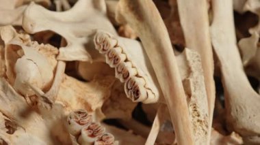 Vahşi hayvan kemikleri. Dişleri, omurgaları ve kuyruğu olan iskelet kemikleri. Hayvan kemiklerinden yapılan şamanik kolyeler için el işi ve hobi. Antik büyü ritüelleri araçları ve dekorasyon.