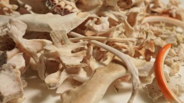 Vahşi hayvan kemikleri. Dişleri, omurgaları ve kuyruğu olan iskelet kemikleri. Hayvan kemiklerinden yapılan şamanik kolyeler için el işi ve hobi. Antik büyü ritüelleri araçları ve dekorasyon.