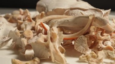Kemik makrosu yakın çekim. Hayvan kemikleri rastgele yüzeye yerleştirilmiş. Osteolojik hazırlık. Hayvan kafatası ve kemiklerinin temizlenmesi ve hazırlanması. Tahnitçilik, tahnitçilik, müze küratörü ve araştırma.