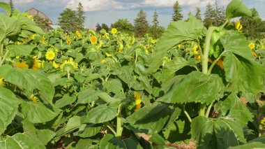 Sunflowers with lush green foliage of the plants with golden yellow petals of the blooms, creating a picturesque scene that is both calming and uplifting. Open to tourists for pick your own.