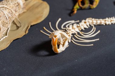 Cadılar Bayramı okült, esrarengiz ve kehanet sihir kavramı. Ritüel yaratıkların kemiklerine odaklan. Büyücülük kara büyü aletleri ve büyülü sunaktaki eşyalar.