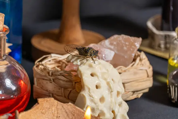 stock image Halloween occult, esoteric and divination concept of magic. Selective focus on bones of the ritual creatures. Witch craft black magic tools and items at magical altar.