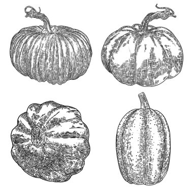 Balkabağı seti, hasat ve Şükran Günü sezonunun sembolü. Sepet dekorasyonu için kabak ya da kabak. Bayram Sonbahar Festivali çizimi. Sonbaharı kutlamak için el çizimi. Vektör.