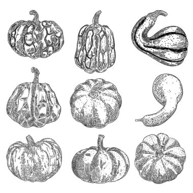 Balkabağı seti beyaz arka planda izole edildi. Mürekkeple çizilmiş balkabağı veya kabak kabağı ve kabak resmi. Tarım hasadı ve Şükran Günü ya da Cadılar Bayramı süslemeleri için semboller. Vektör.