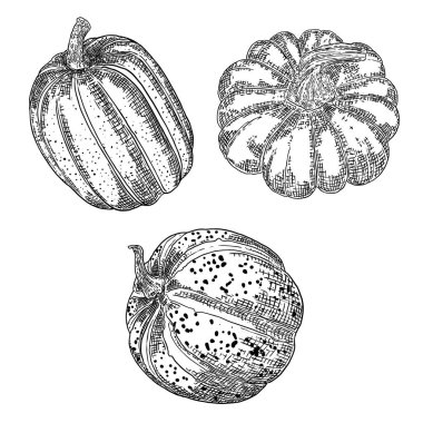 Balkabağı ya da kabak eli çizim seti. Ekim mevsiminde Şükran Günü ve Aile Günü boyunca dekorasyon için Cadılar Bayramı hasat illüstrasyonu. Sonbaharın sembolü. Vektör.