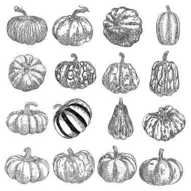 Balkabağı ya da kabak eli çizim seti. Ekim mevsiminde Şükran Günü ve Aile Günü boyunca dekorasyon için Cadılar Bayramı hasat illüstrasyonu. Sonbaharın sembolü. Vektör.