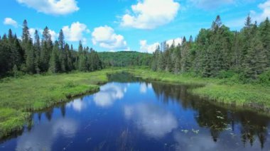 Kanada 'nın Ontario kentindeki Pickerel Gölü yakınlarındaki Kents Mill Yolu ve N Lake Rd' de bulunan dere veya dere manzarası. Destansı vahşi orman çam ağaçları ve bitki örtüsü. Yaz boyunca seyahat macerası.