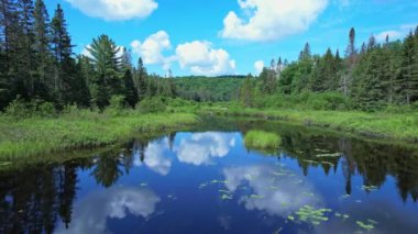 Kanada 'nın Ontario kentindeki Pickerel Gölü yakınlarındaki Kents Mill Yolu ve N Lake Rd' de bulunan dere veya dere manzarası. Destansı vahşi orman çam ağaçları ve bitki örtüsü. Yaz boyunca seyahat macerası.