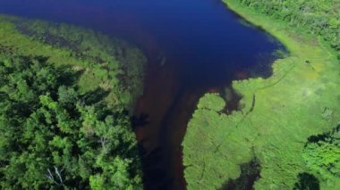 Jacks Creek Zırhı, Ontario Pickerel Gölü 'ne uçuyor. Kanada, Kuzey Amerika 'daki kahverengi su deresinin yukarıdan aşağıya tasviri. Yeşil eğreltiotu ile güzel küçük nehir çıkışı.