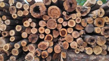 Vahşi ormandaki kereste deposu. Ağaç değirmenine ağaç gövdeleri yığılır. Ormanda kereste endüstrisi. Çam ve çam ağaçları ahşap gövdeler, kereste endüstrisi.