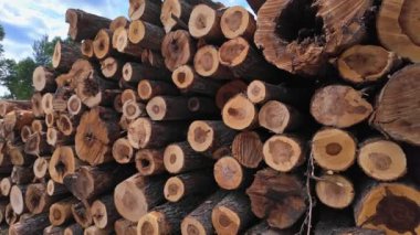 Vahşi ormandaki kereste deposu. Ağaç değirmenine ağaç gövdeleri yığılır. Ormanda kereste endüstrisi. Çam ve çam ağaçları ahşap gövdeler, kereste endüstrisi.