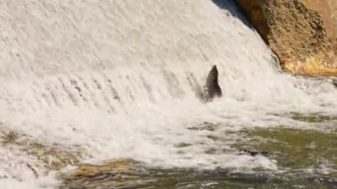Ganaraska Nehri, Corbett Barajı, Port Hope, Ontario, Kanada 'nın sığ sularında somon yumurtlama. Chinook ya da Atlantik somonlarının nehre atladığı büyük vahşi bir okulun yavaş çekimleri..